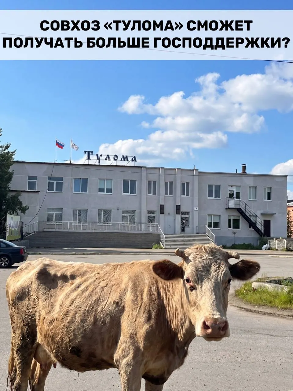 Правила субсидирования для молочного животноводства изменили: теперь федеральную помощь смогут получить хозяйства с долей гос- или муниципальной собственности свыше 25%. В Мурманской области это касается многих производителей, но проблемы на отдельных предприятиях ставят под сомнение своевременность и эффективность помощи.