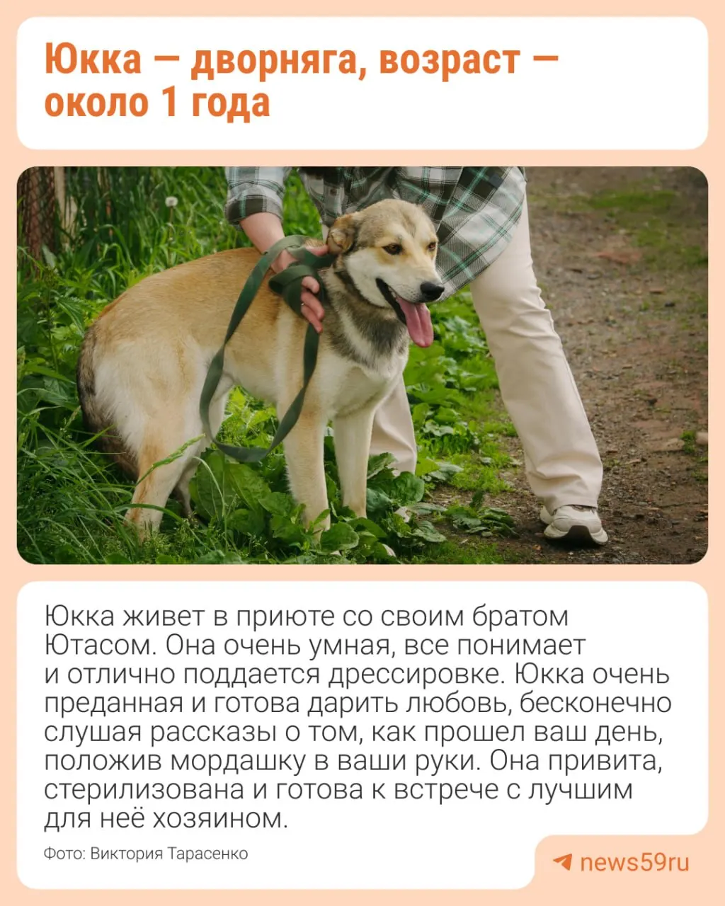 Актрисы моноспектакля «Каштанка» вместе с приютом организовали фотовыставку собак, которые ждут нового дома. В карточках к снимкам рассказывают судьбы животных и призывают к помощи.