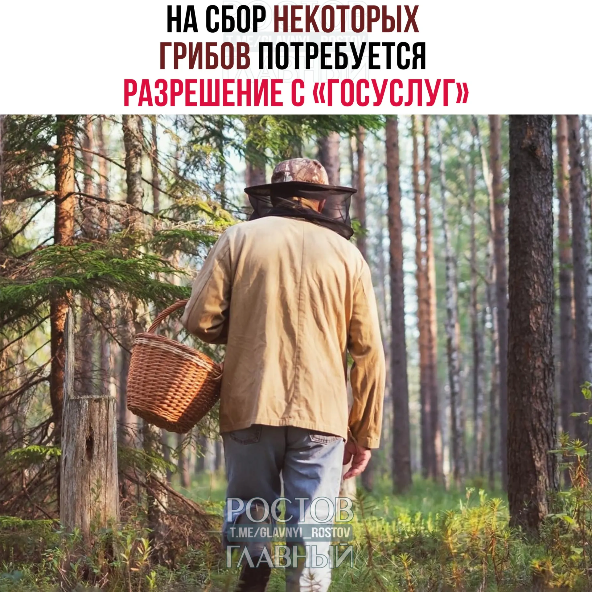 С 1 сентября 2027 года для сбора некоторых редких грибов потребуется оформление пропуска через портал Госуслуги. Заявки будут рассматривать до 15 дней, а за сбор охраняемых видов без разрешения может наступить уголовная ответственность.