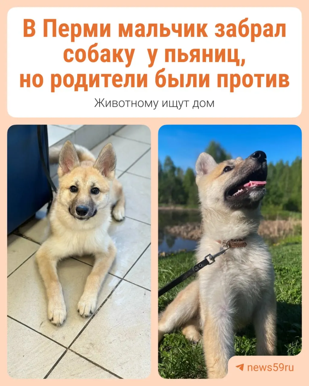Ребёнок отвёл найденную собаку в ветклинику, где животное приняли; приют «Доброе сердце» ищет для неё новый дом. Контакт для усыновления — Ольга.