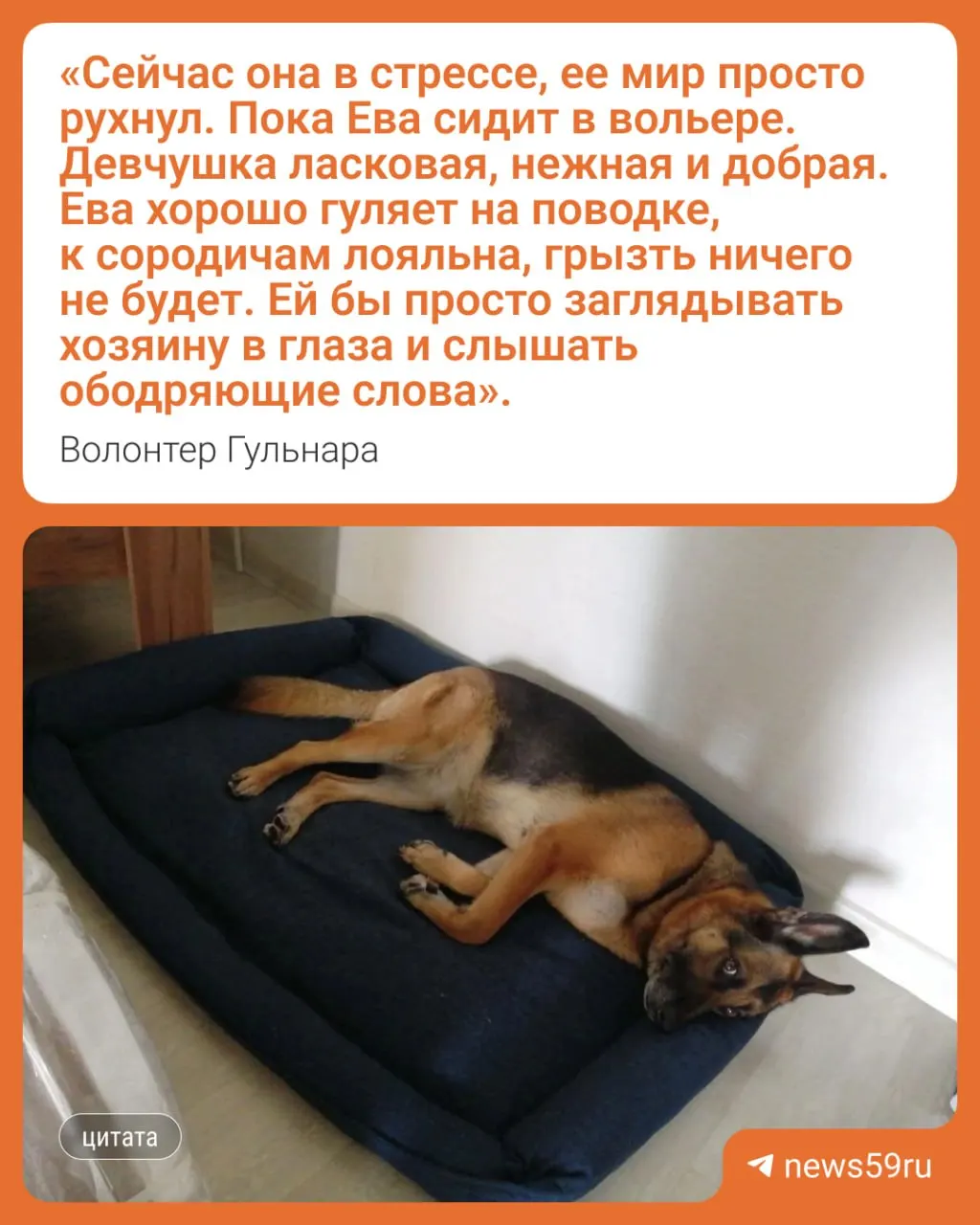 Семилетнюю немецкую овчарку пристроили в приют: её хозяина убили, собака несколько дней провела на месте преступления без еды и воды. Волонтёры просят помощи в поиске нового дома.