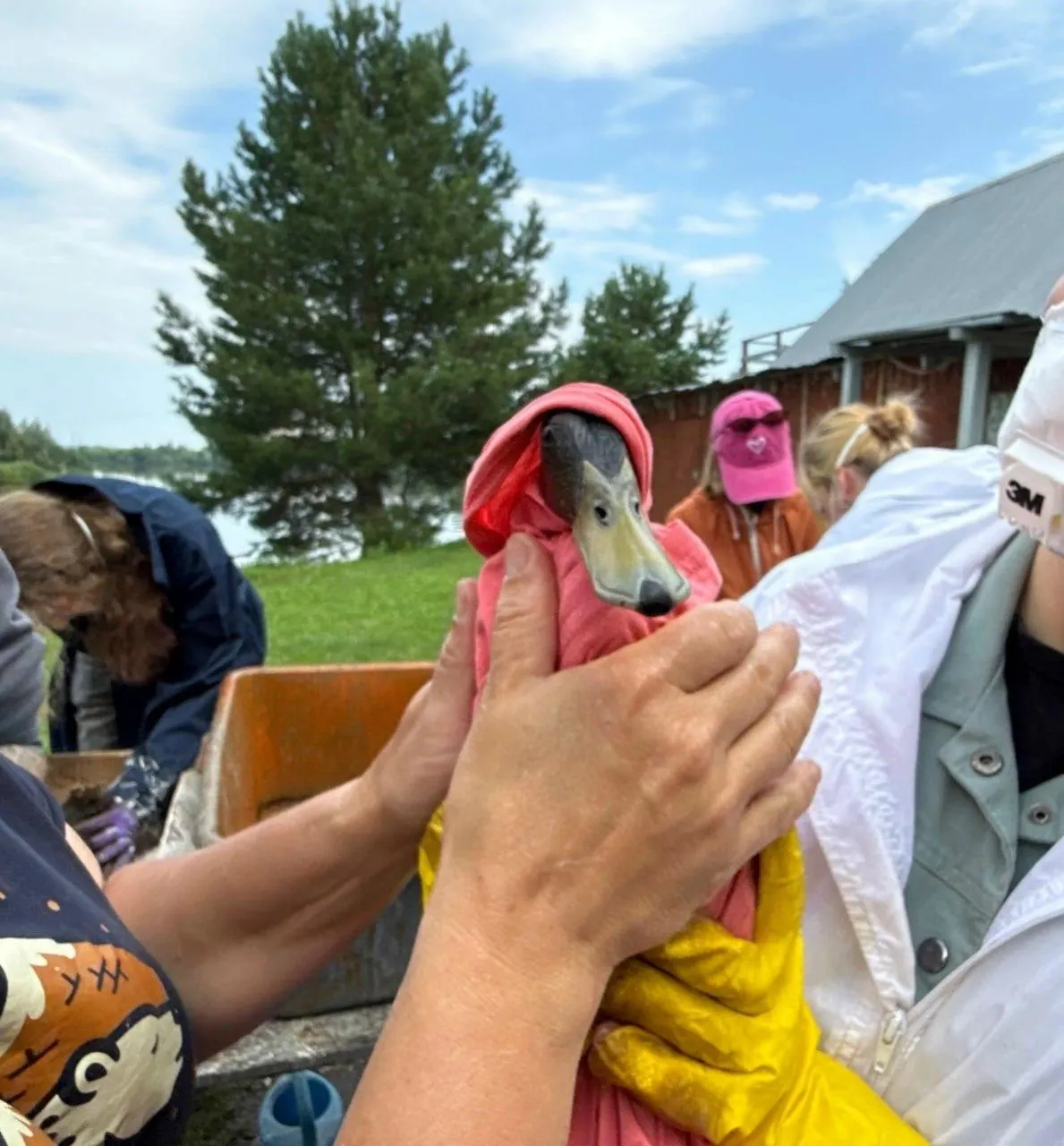 Добровольцы при поддержке пермского зоопарка вымыли и обогрели одного кулика, трёх поганок и 30 уток. Нужны расходные материалы и крупные коробки — прийти можно по адресу и по телефону для связи.