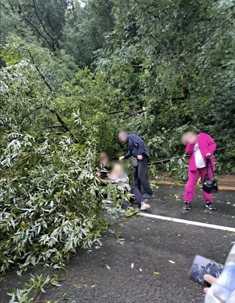 Во время сильного дождя на Соликамской улице упало дерево, одна из прохожих получила тяжёлые травмы и госпитализирована; по факту начато уголовное дело.
