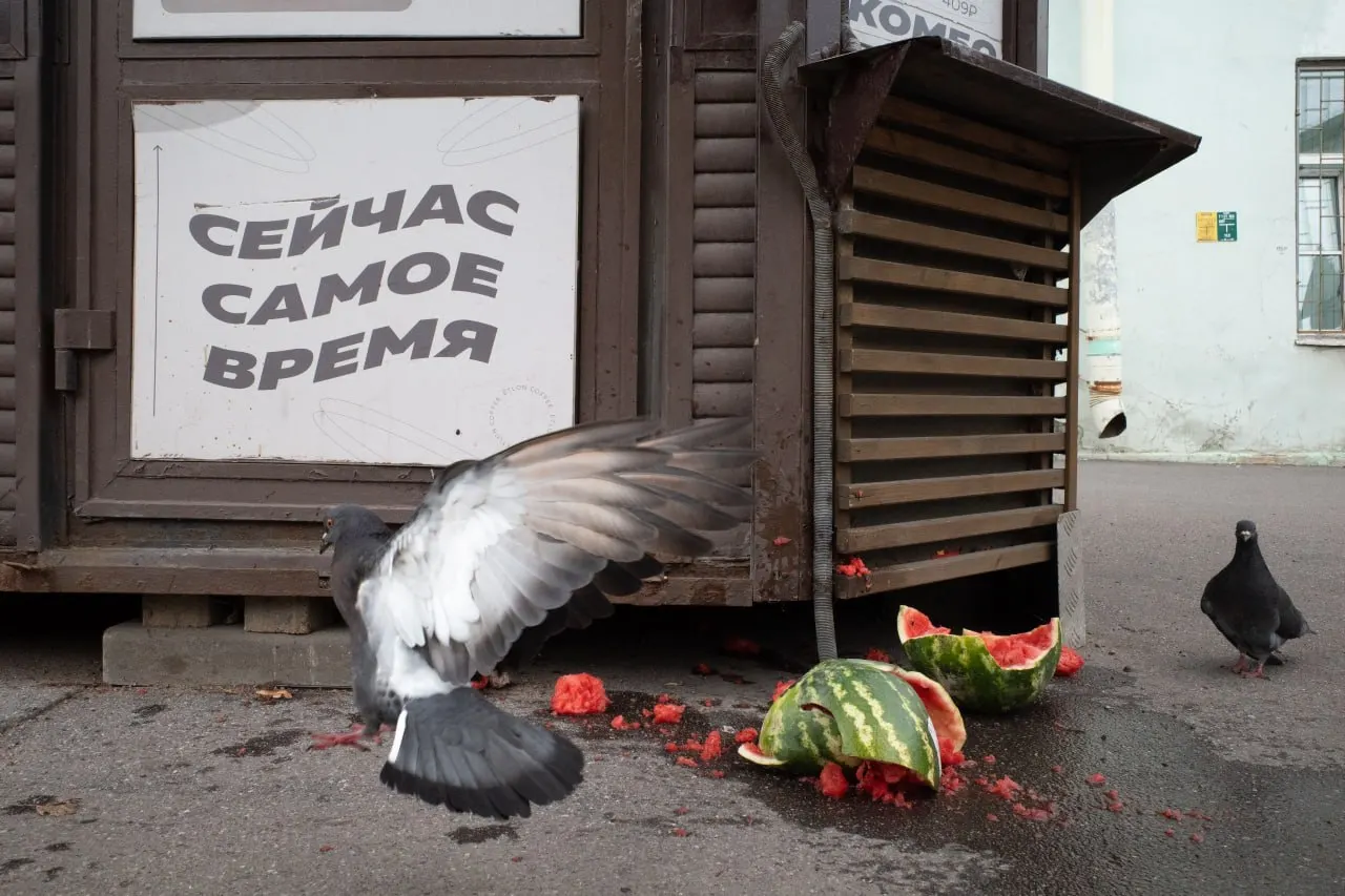 Петербург и Ленобласть сталкиваются с судебными решениями, памятными церемониями и новостями о выборах на фоне национальной повестки.