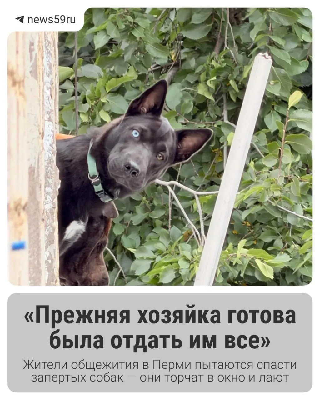 Соседи требуют вмешательства: три собаки остаются без пищи и воды в общежитии.