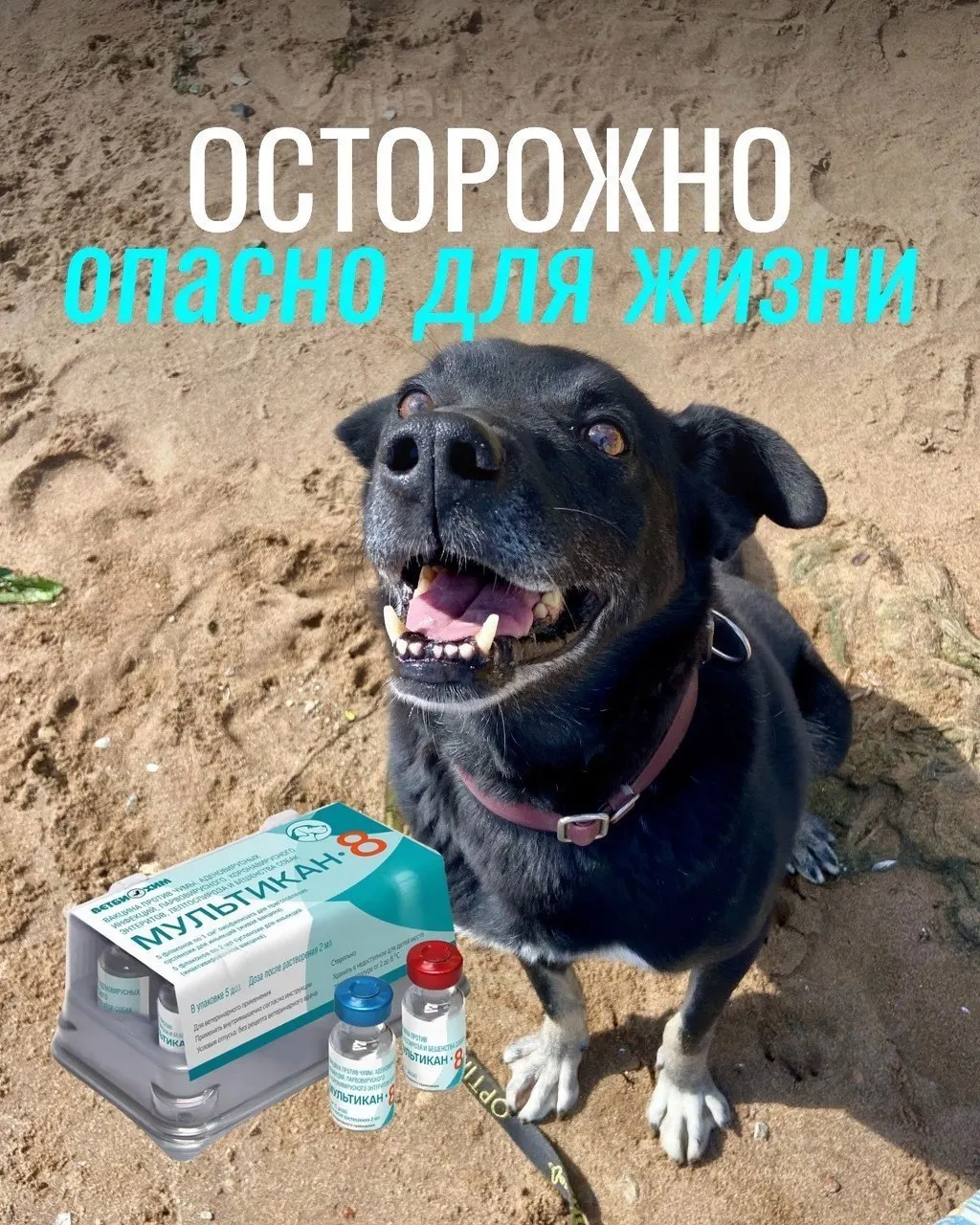 Владельцы сообщают о тяжёлых побочных эффектах после прививок: судороги, кровавая рвота, слабость и высокая температура. Часть животных погибла; партия вакцины изъята для анализа, результатов пока нет.