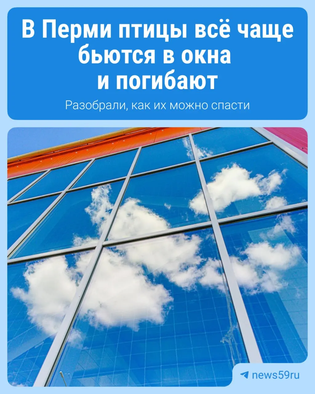 В Перми птицы всё чаще влетают в окна зданий с панорамным остеклением и погибают; орнитолог объясняет причины явления и как помочь птицам, предприниматели готовы поддержать их.